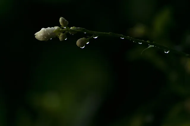 lemonwater